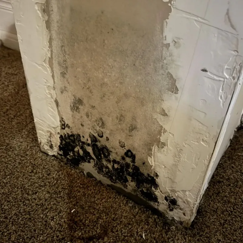 Professional Mold Removal in Rusk County, TX